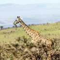 TZA ARU Ngorongoro 2016DEC23 062 : 2016, 2016 - African Adventures, Africa, Arusha, Date, December, Eastern, Month, Ngorongoro, Places, Tanzania, Trips, Year